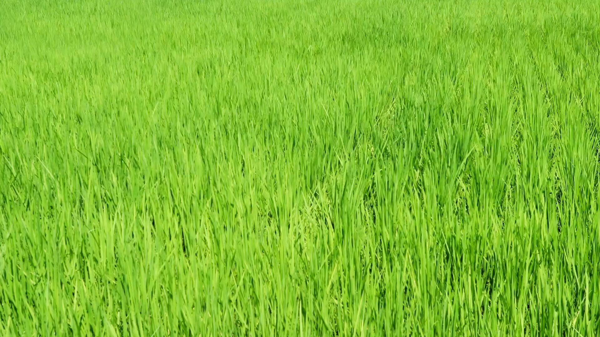 ナンガ(^O^)σ on X: 